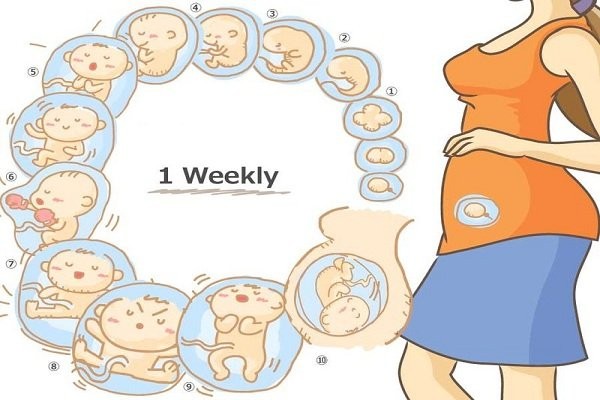 Tuần nguyệt san của thai phụ