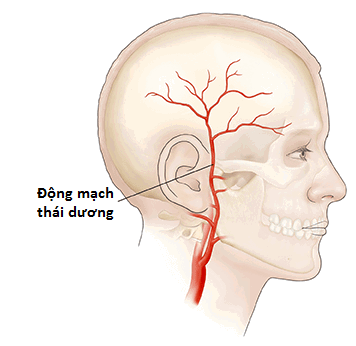 Mạch Thái Dương Đập Mạnh - Nguyên Nhân, Tác Động và Cách Xử Lý Hiệu Quả