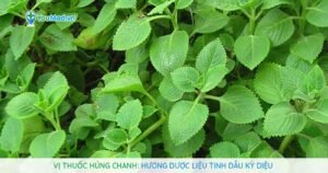 Húng chanh: Vị thuốc, nguồn tinh dầu với nhiều công dụng trị bệnh