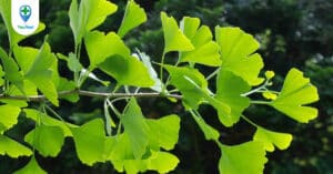 Giải mã công dụng chữa bệnh của Bạch quả