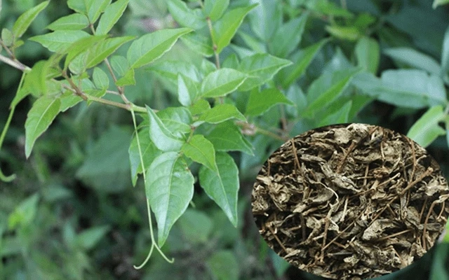 thuốc dạ dày chè dây