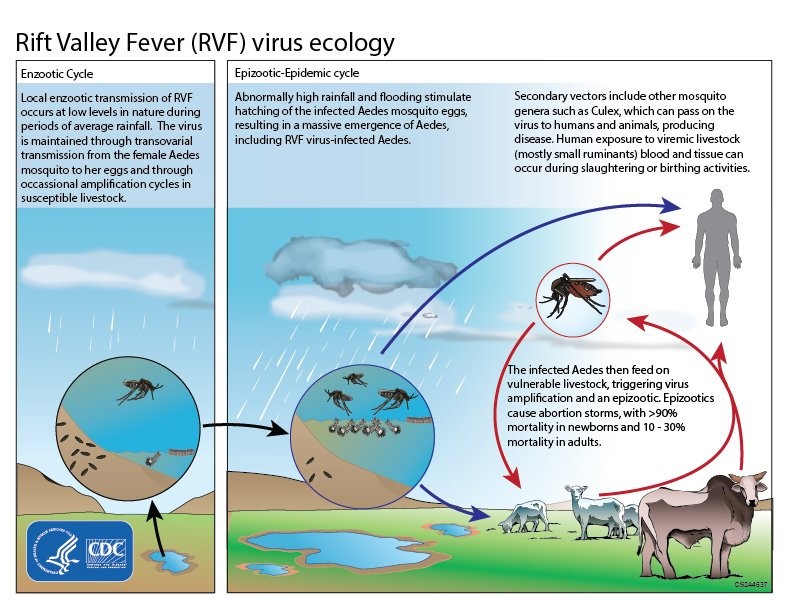 Chu trình lây bệnh của RVFV theo Trung tâm kiểm soát và phòng ngừa dịch bệnh Hoa Kỳ (CDC)