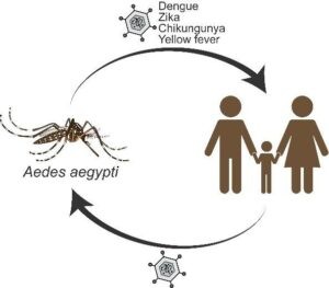Muỗi vằn Aedes là tác nhân lây truyền bệnh sốt xuất huyết