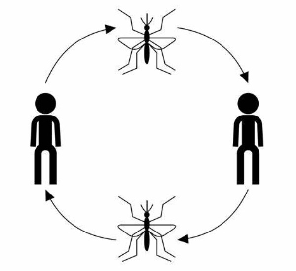 Virus lây từ muỗi sang người, muỗi sau chích người bị nhiễm, tạo thành vòng lập