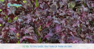 Tử tô: Tử thư dược, thư thái cả thân và tâm