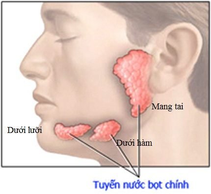 Sỏi tuyến nước bọt có nguy hiểm không? - YouMed