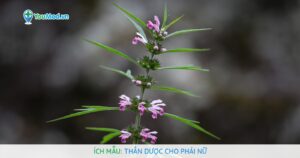 Ích mẫu: Thần dược cho phái nữ
