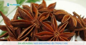 Đại hồi hương: ngôi sao hương liệu trong y học