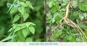 Đẳng sâm (Đảng sâm): Loại sâm quý dành cho mọi nhà!