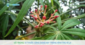 Đỗ trọng: Vị thuốc công dụng hay mang hình thù kỳ lạ