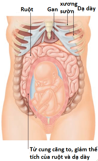 Mang thai tuần 26: Những điều cần biết - YouMed