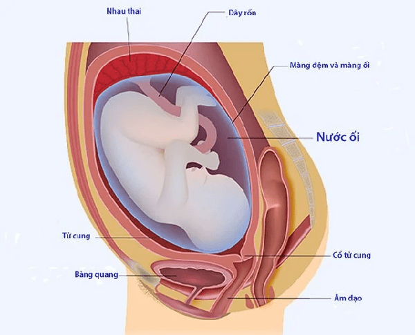 Hệ tiết niệu khi mang thai