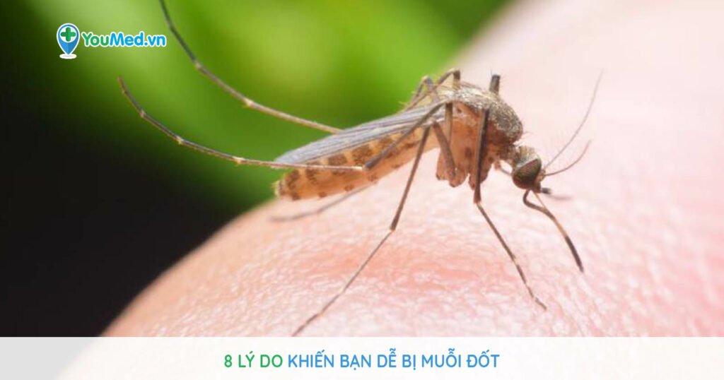 8 lý do khiến bạn dễ bị muỗi đốt