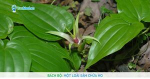 Bách bộ: Một loài sâm chữa ho