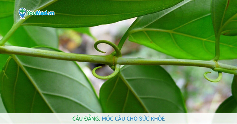 Câu đằng: Móc câu cho sức khỏe