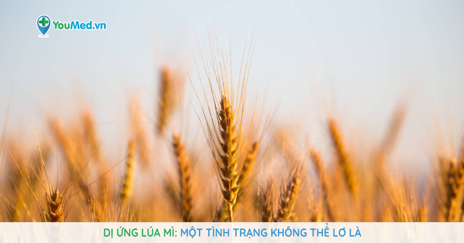 Lúa mạch là gì? và những lợi ích sức khỏe ấn tượng - YouMed