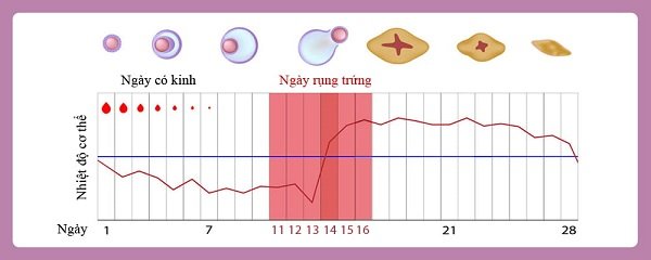 cách tính ngày phóng noãn theo thân nhiệt