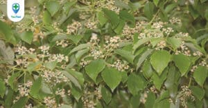 Cây long não: Dược liệu chữa bệnh với mùi hương ấn tượng