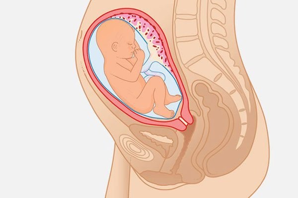 Minh họa cơ thể trẻ khi mẹ mang thai tuần 28
