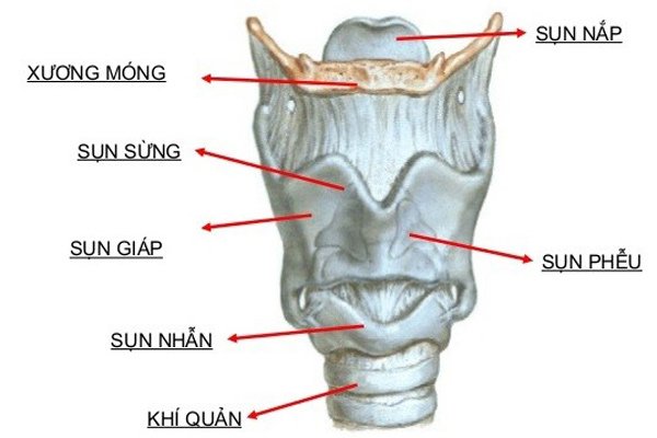 Cấu tạo sụn thanh quản