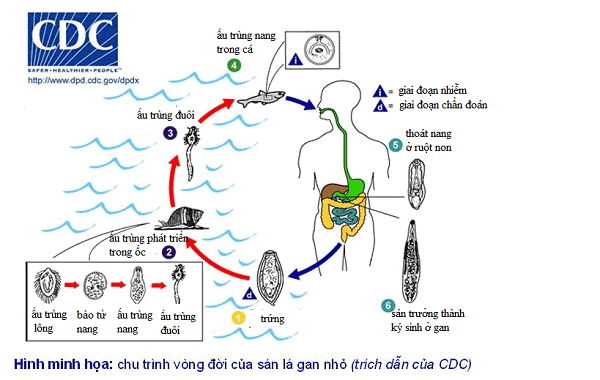 Vòng đời cụ thể 