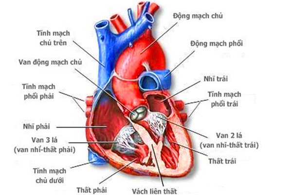 Cấu tạo của tim