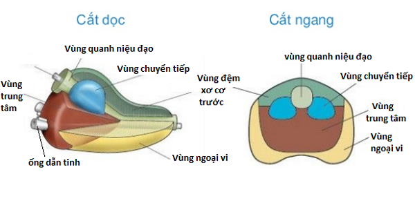 Cấu trúc chi tiết của tuyến tiền liệt