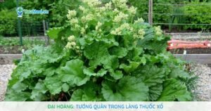 Đại hoàng: Tướng quân trong làng thuốc xổ