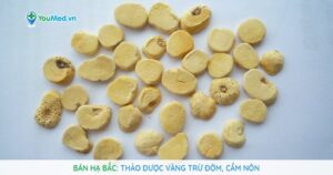 Bán hạ bắc: Thảo dược vàng trừ đờm, cầm nôn