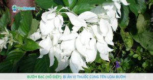 Bướm bạc (Hồ điệp): Bí ẩn vị thuốc cùng tên loài bướm