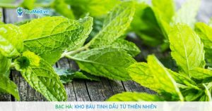 Bạc hà: Kho báu tinh dầu từ thiên nhiên