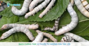 Bạch cương tàm: Vị thuốc từ những con tằm vôi