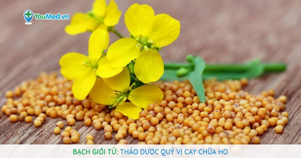 Bạch giới tử: Thảo dược quý vị cay chữa ho