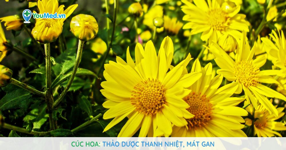 Cúc hoa vàng: Thảo dược thanh nhiệt, mát gan