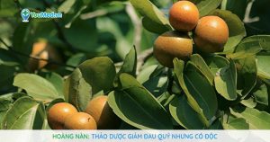 Hoàng nàn: Thảo dược giảm đau quý nhưng có độc