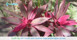 Huyết dụ: Cây thuốc Nam thường chữa những bệnh về máu