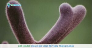 Lộc nhung: Chìa khóa vàng bổ thận, tráng dương
