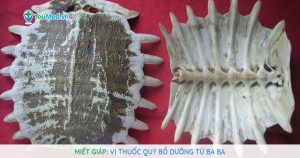 Miết giáp: Vị thuốc quý bổ dưỡng từ ba ba