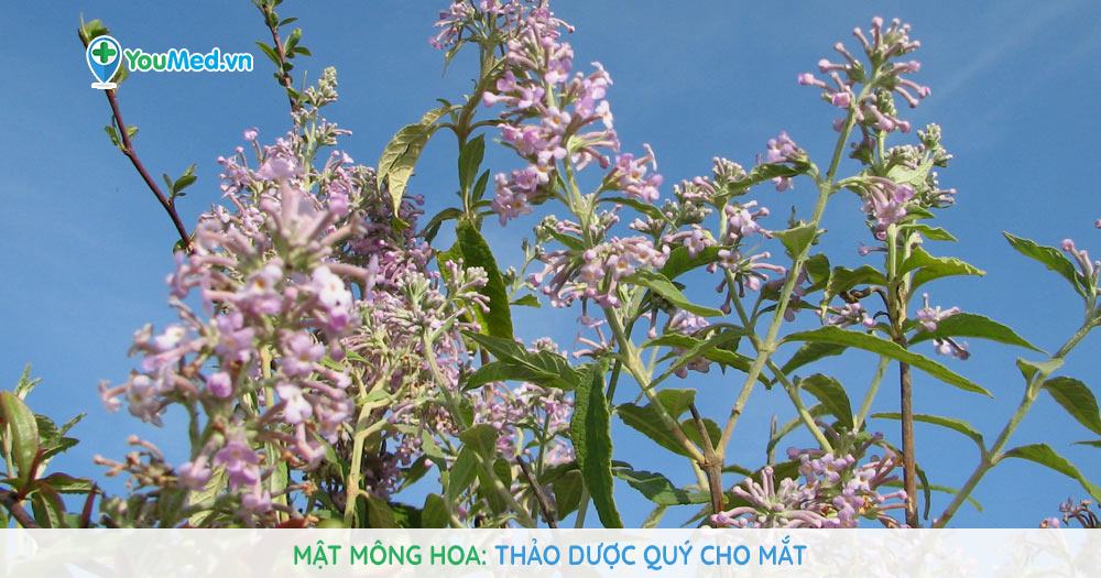 Mật mông hoa: Thảo dược quý cho mắt