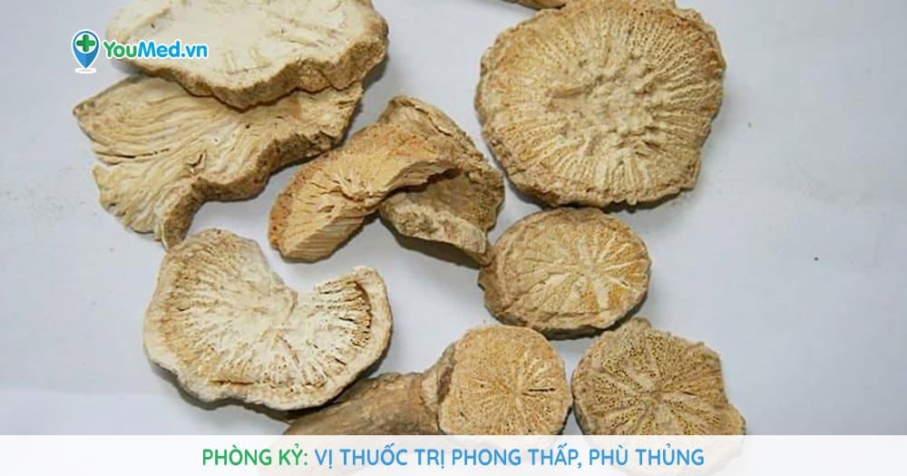 Phòng kỷ: Vị thuốc trị phong thấp, phù thủng