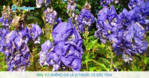 Phụ tử: Không chỉ là vị thuốc có độc tính