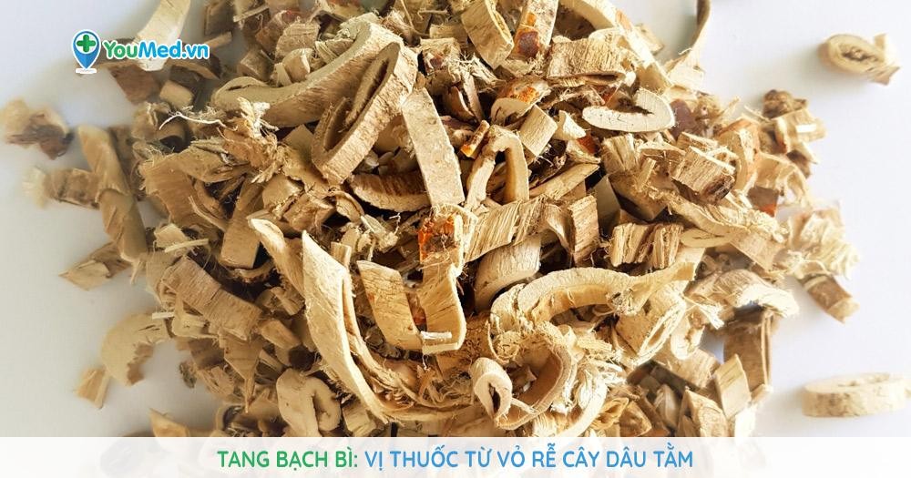 Tang bạch bì - Vị thuốc từ vỏ rễ cây Dâu tằm
