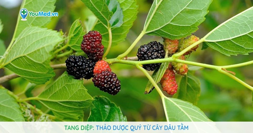 Tang diệp - Thảo dược quý từ cây dâu tằm