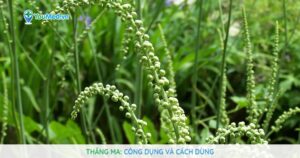 Thăng ma: Công dụng và cách dùng