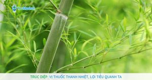 Trúc diệp: Vị thuốc thanh nhiệt, lợi tiểu quanh ta