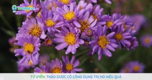 Tử uyển: Thảo dược có công dụng trị ho hiệu quả