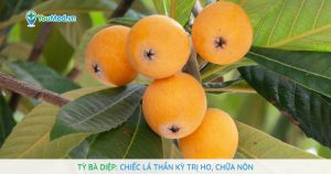 Tỳ bà diệp: Chiếc lá thần kỳ trị ho, chữa nôn