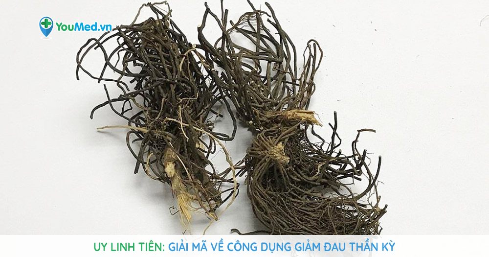 Uy linh tiên: Giải mã về công dụng giảm đau thần kỳ