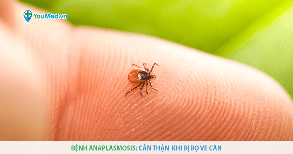 Bệnh Anaplasmosis: vết bọ ve cắn có gây nguy hiểm?