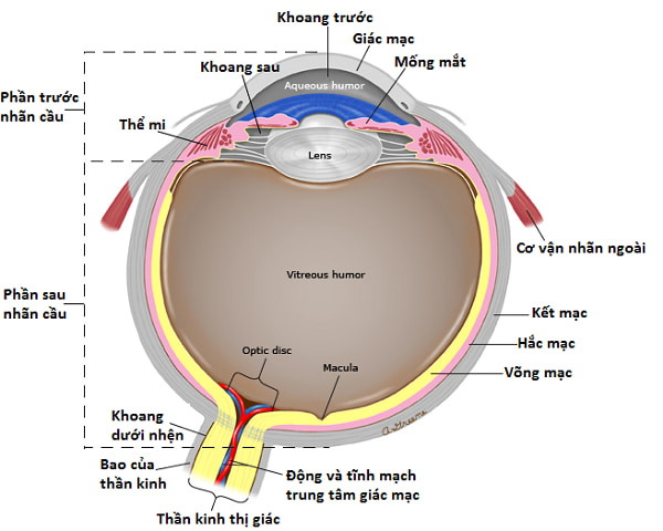 Len: Thuỷ tinh thể. Vitreous humor: Dịch kính. Optic disc: Gai thị giác – vị trí thần kinh thị giác tới mắt. Macula: Hoàng thể